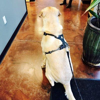 "Waiting for my chip & treat."