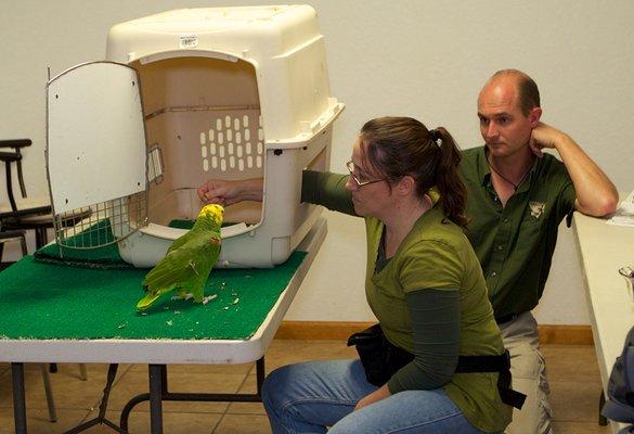 crate training is an important behavior to teach any species of animal for safety and travel to and from vet visits.