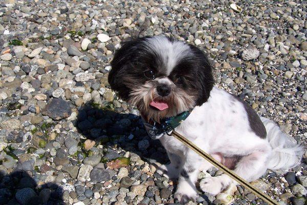 Koda at the beach very shortly after a fresh haircut.