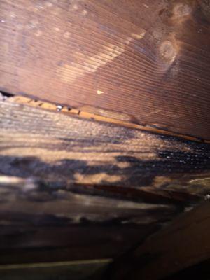 Wet wood from leak two years after service of new roof.