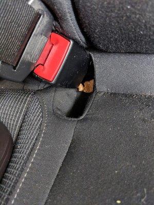 A chicken nugget in a seatbelt pocket, after "detailing".