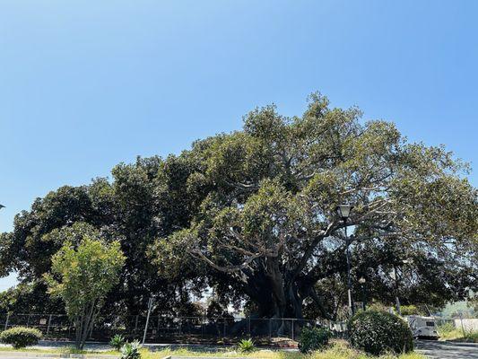 5/27/24 This fig tree us massive, some of the branches reaching out to the freeway entrance (to the right)