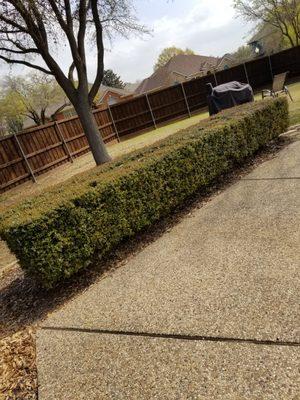 BEFORE pic. Removing these shrubs to open up our yard.