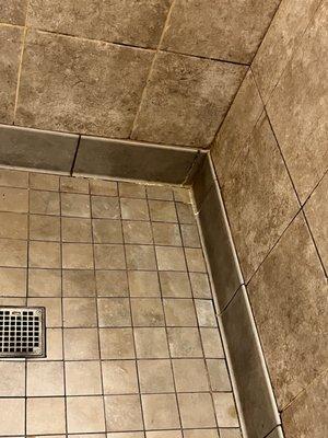 Black mold growing in showers