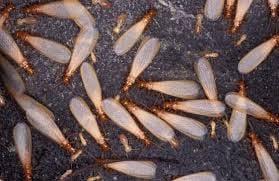 Drywood Termite Swarmers