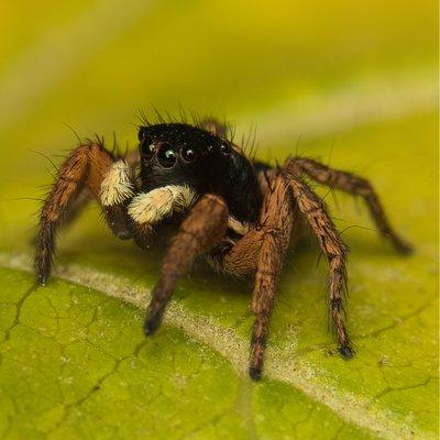 Jumping Spider