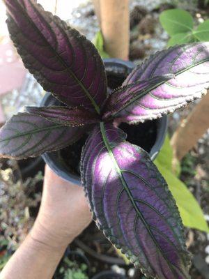 Persian shield