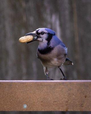 Blue Jay attempting to carry away a peanut meant for the squirrels.