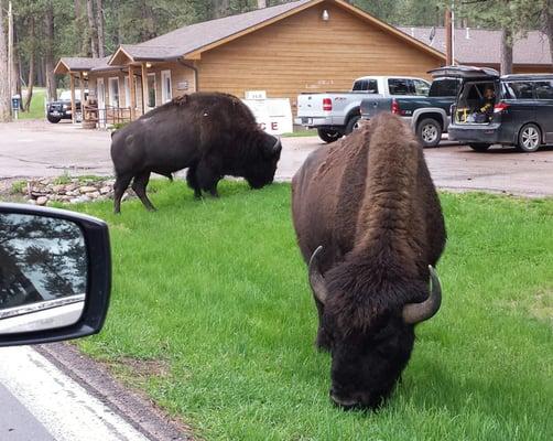 These guys are so huge...but totally unconcerned with tourists  going by!