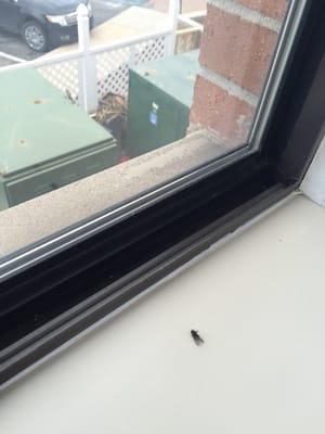 Not that clean. Dead fly on the windowsill.