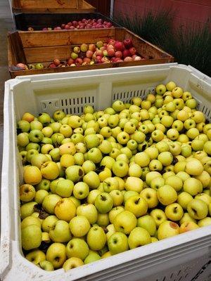 Creekside had monster sized jonagold, granny smith, golden delicious, empire, fuji and pie apples.  I picked up a variety 1/2 bushel.