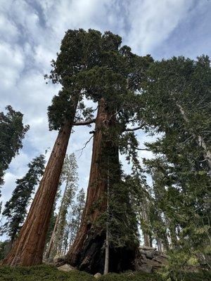 The ancient sequoia trees..