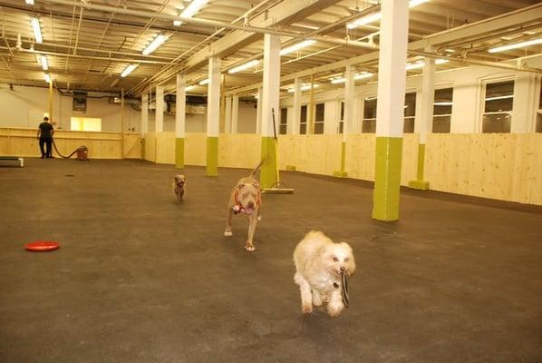 Our personal dogs Ozzy, Cuervo, and Bluke trying out the big play area.