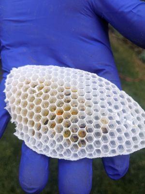 Brand new comb bees built to produce honey.