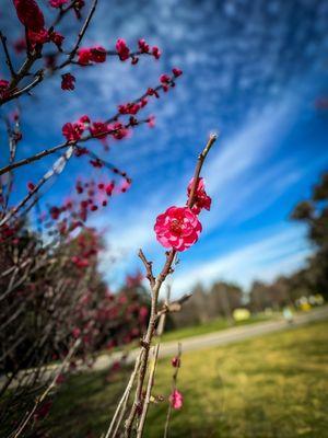 another photo of the plum flower blossom