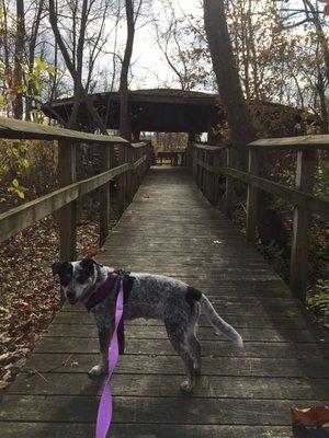 Boardwalk to the outdoor "classroom"