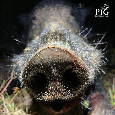 Photo: Pig Problem Inc.