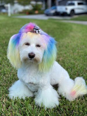 Looking to add a little color to your pup's personality?  Give us a call to schedule your spa date today!