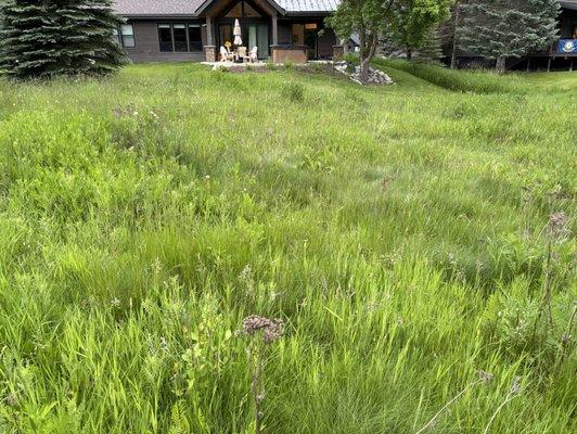 Look how tall these weeds/grass is.