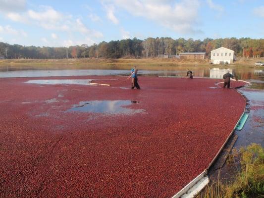 water harvest, happens in 24 hours each year.