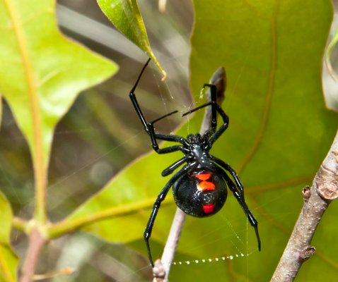 Black Widow Spiders can leave a nasty bite.