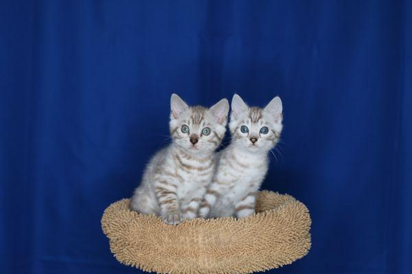 two Bengal brothers