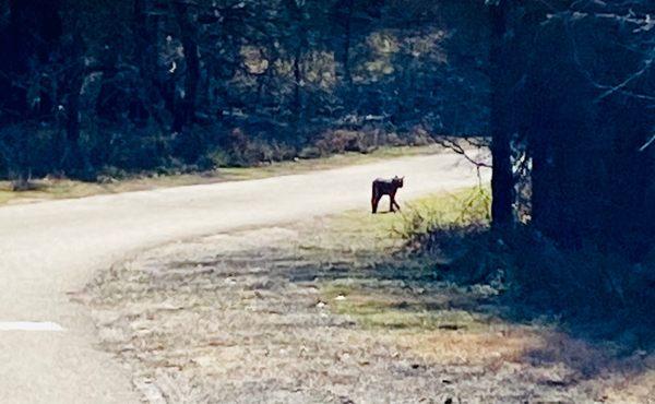 Hello bobcat!