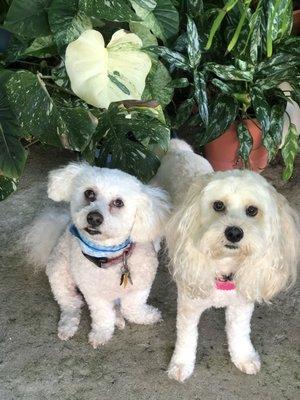 Havenese and cockapoo haircut