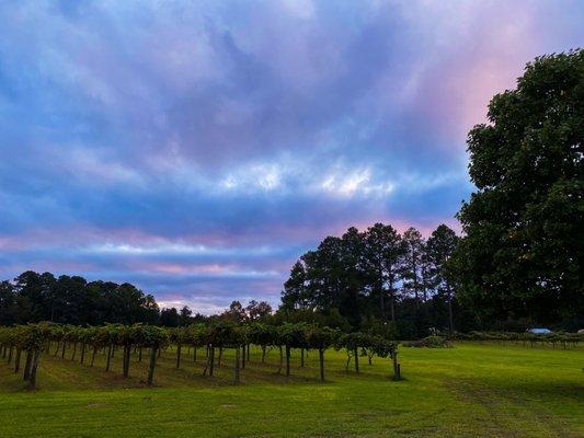 Sunset at the winery