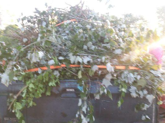 THIS IS A TRUCK LOAD OF LIMBS AND BRANCHES FROM A JOB THAT WE DID AFTER A STORM HIT....