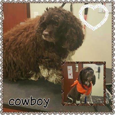 Before and after grooming at willow pet hotel