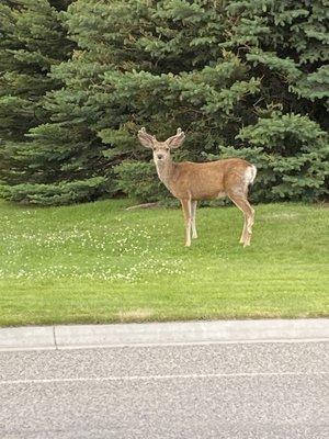 Deer in Cody