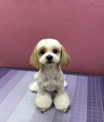 Cute haircut by Coco grooming