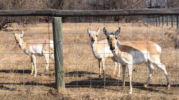 bambi and his cousins