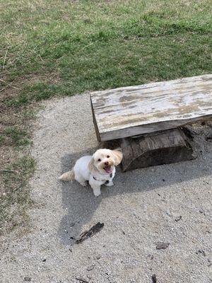 Cashew near a bench