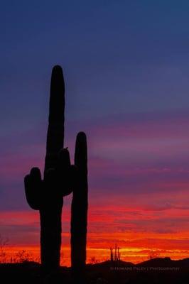 Sunset with Saguaro