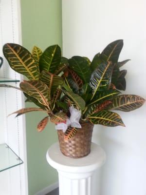 Croton. Love this plant.