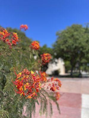 Beautiful greenery around campus!