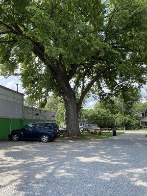 Parking Lot and Tree