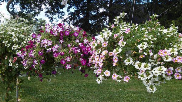 Hanging Baskets 
$ 18.00 up to $ 53.00