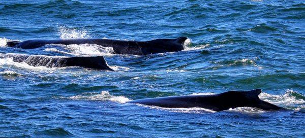 Three humpback whales!
 
 All BHWW Co. vessels following regional whale watching guidelines through Whale SENSE.