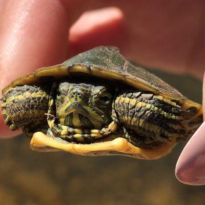 Helped a baby turtle get to the creekside. Bradford Creek Greenway in Madison, AL. 20170401  #NeverStopExploring