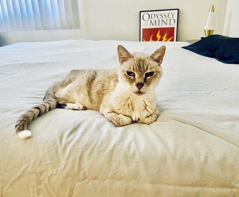 My laundered duvet cover nice and clean! Ted approves.