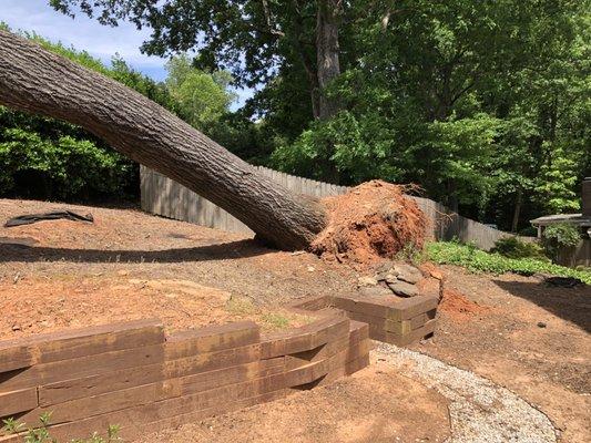 100 year old oak in a difficult spot to remove.