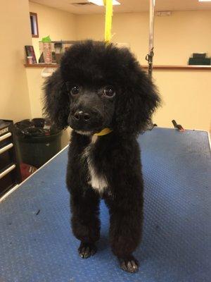 Toy poodle