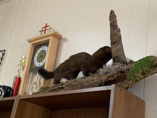 If you are offended by taxidermy; this is not your place.  A mink, a buck and a bobcat all on display.