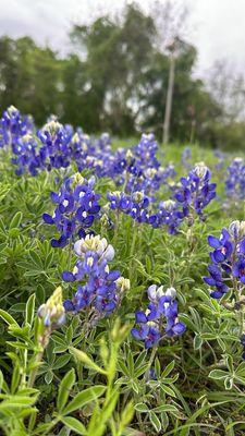 Bluebonnets are out!