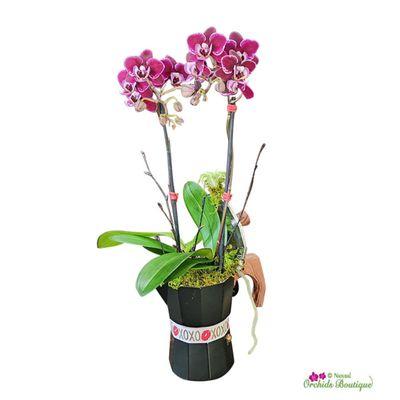 This artistic mini orchid cluster is nestled in a traditional Cuban coffee pot with the right amount of color depicting love.