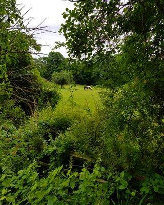 Couple of horses on the property