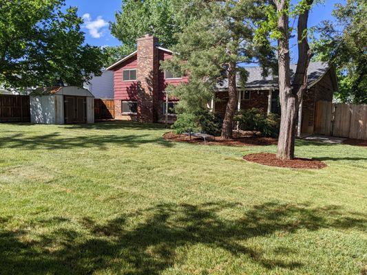 (After) Sod, irrigation, metal edging with mulch installed